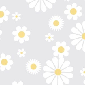 Cello Sheets |   White Daisies On Clear Cello Sheets