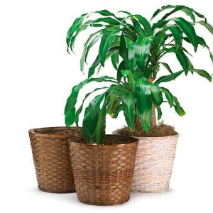 Pot Covers |   12" Bamboo Pot Cover Set