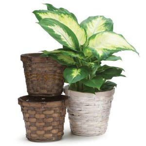 Pot Covers |   4" Bamboo Pot Cover Case